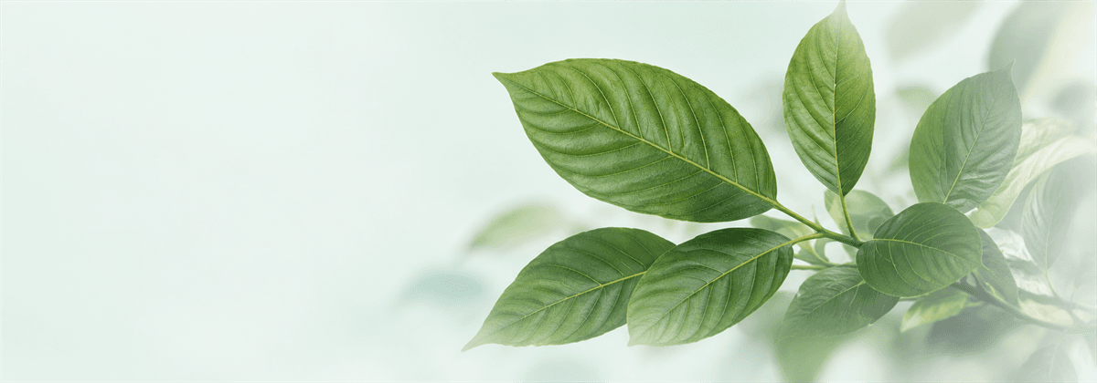 Kratom leaves
